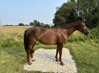 Koń oldenburski, Klacz, 8 lat, 170 cm, Ciemnokasztanowata