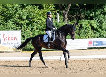 Koń oldenburski, Klacz, 8 lat, 170 cm, Skarogniada