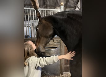 Koń oldenburski, Klacz, 8 lat, 171 cm, Ciemnogniada