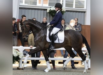 Koń oldenburski, Klacz, 8 lat, 171 cm, Ciemnogniada