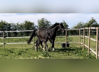 Koń oldenburski, Klacz, 8 lat, 171 cm, Ciemnogniada