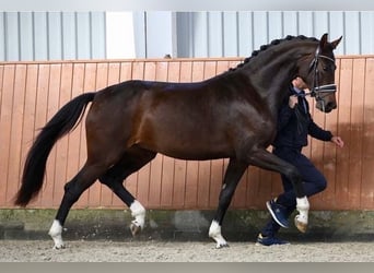 Koń oldenburski, Klacz, 8 lat, 171 cm, Ciemnogniada