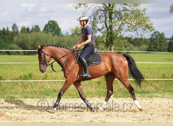 Koń oldenburski, Klacz, 8 lat, 171 cm, Gniada