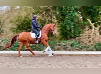 Koń oldenburski, Klacz, 8 lat, 171 cm, Kasztanowata