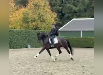 Koń oldenburski, Klacz, 8 lat, 172 cm, Ciemnogniada