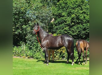 Koń oldenburski, Klacz, 8 lat, 172 cm, Skarogniada