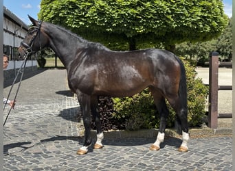 Koń oldenburski, Klacz, 8 lat, 173 cm, Ciemnogniada