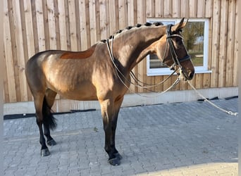 Koń oldenburski, Klacz, 8 lat, 173 cm, Gniada