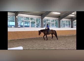 Koń oldenburski, Klacz, 8 lat, 174 cm, Ciemnogniada
