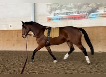 Koń oldenburski, Klacz, 8 lat, 174 cm, Gniada