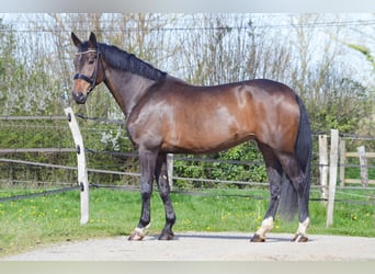 Koń oldenburski, Klacz, 8 lat, 174 cm, Skarogniada