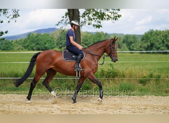 Koń oldenburski, Klacz, 8 lat, 178 cm, Gniada