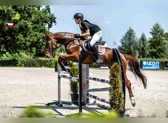 Koń oldenburski, Klacz, 8 lat, Kasztanowata