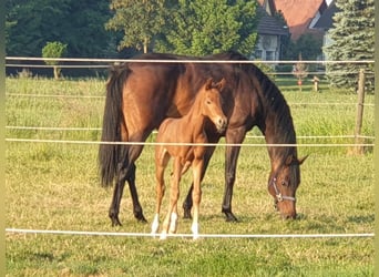 Koń oldenburski, Klacz, 9 lat, 164 cm, Skarogniada