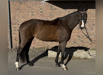 Koń oldenburski, Klacz, 9 lat, 165 cm, Ciemnogniada