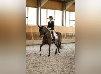 Koń oldenburski, Klacz, 9 lat, 165 cm, Ciemnogniada