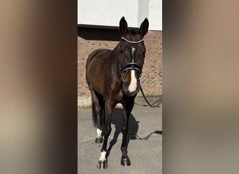 Koń oldenburski, Klacz, 9 lat, 165 cm, Ciemnogniada