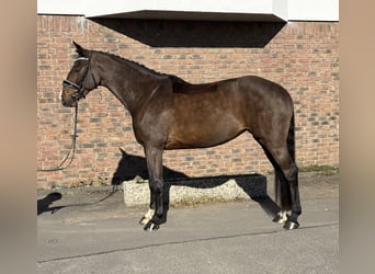 Koń oldenburski, Klacz, 9 lat, 165 cm, Ciemnogniada