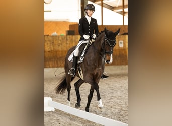 Koń oldenburski, Klacz, 9 lat, 165 cm, Ciemnogniada