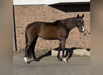 Koń oldenburski, Klacz, 9 lat, 165 cm, Ciemnogniada