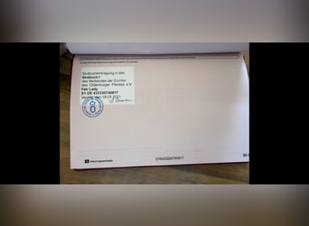 Koń oldenburski, Klacz, 9 lat, 165 cm, Gniada