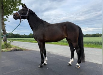 Koń oldenburski, Klacz, 9 lat, 165 cm, Gniada