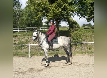 Koń oldenburski, Klacz, 9 lat, 165 cm, Siwa jabłkowita