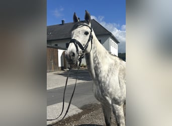 Koń oldenburski, Klacz, 9 lat, 165 cm, Siwa jabłkowita