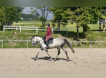 Koń oldenburski, Klacz, 9 lat, 165 cm, Siwa jabłkowita