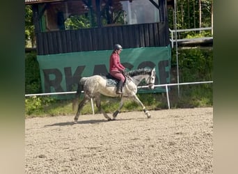 Koń oldenburski, Klacz, 9 lat, 165 cm, Siwa jabłkowita