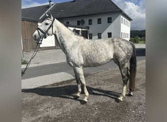 Koń oldenburski, Klacz, 9 lat, 165 cm, Siwa jabłkowita