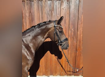 Koń oldenburski, Klacz, 9 lat, 166 cm, Ciemnogniada