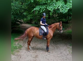 Koń oldenburski, Klacz, 9 lat, 166 cm, Kasztanowata