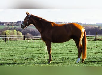 Koń oldenburski, Klacz, 9 lat, 166 cm, Kasztanowata