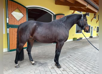 Koń oldenburski, Klacz, 9 lat, 167 cm, Ciemnogniada