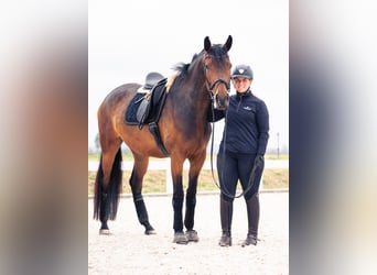 Koń oldenburski, Klacz, 9 lat, 168 cm, Gniada