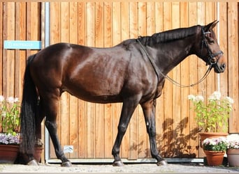 Koń oldenburski, Klacz, 9 lat, 168 cm, Gniada