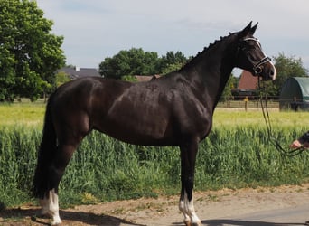 Koń oldenburski, Klacz, 9 lat, 168 cm, Kara