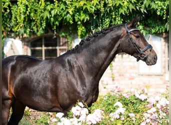 Koń oldenburski, Klacz, 9 lat, 168 cm, Kara