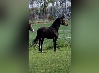 Koń oldenburski, Klacz, 9 lat, 169 cm, Ciemnogniada