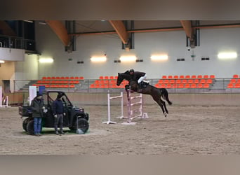 Koń oldenburski, Klacz, 9 lat, 169 cm, Ciemnogniada