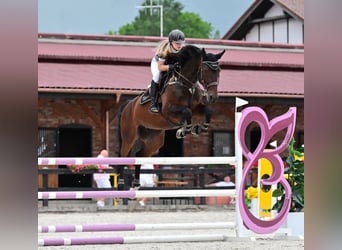 Koń oldenburski, Klacz, 9 lat, 169 cm, Ciemnogniada