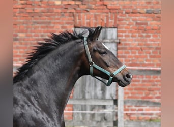 Koń oldenburski, Klacz, 9 lat, 170 cm, Ciemnogniada
