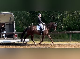 Koń oldenburski, Klacz, 9 lat, 170 cm, Ciemnokasztanowata