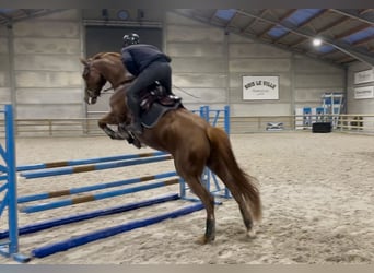 Koń oldenburski, Klacz, 9 lat, 170 cm, Ciemnokasztanowata