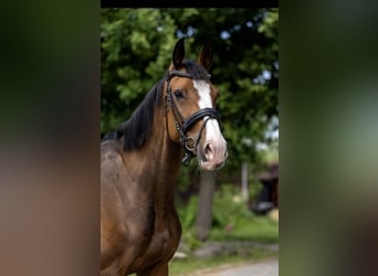 Koń oldenburski, Klacz, 9 lat, 170 cm, Gniada