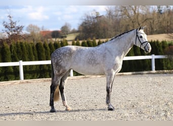 Koń oldenburski, Klacz, 9 lat, 170 cm, Siwa