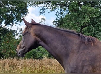 Koń oldenburski, Klacz, 9 lat, 171 cm, Ciemnogniada