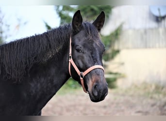 Koń oldenburski, Klacz, 9 lat, 171 cm, Ciemnogniada