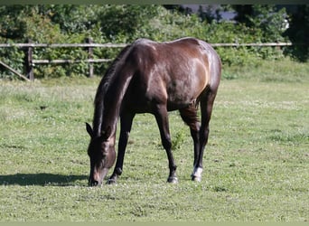 Koń oldenburski, Klacz, 9 lat, 171 cm, Ciemnogniada